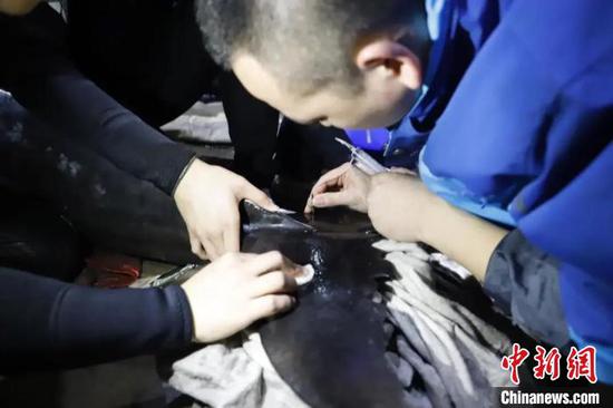 两头瓜头鲸在台州海洋世界接受体检 叶丹婷 摄
