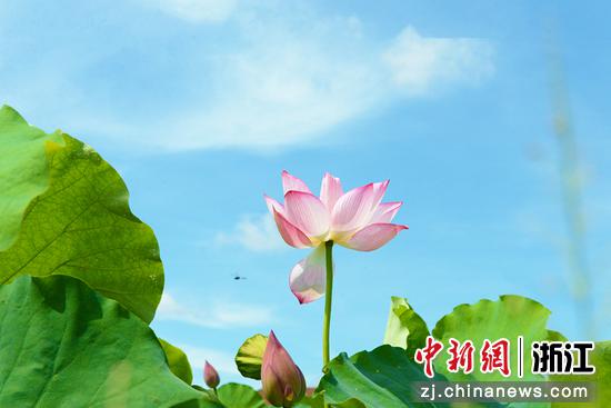 荷花绽放。  罗秋玲 摄