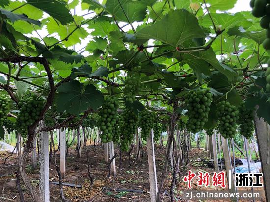 象山县晓塘乡种植的葡萄。林波 摄