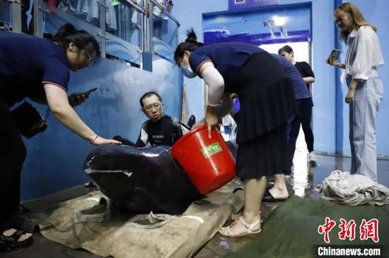 两头瓜头鲸在台州海洋世界接受救治 叶丹婷 摄