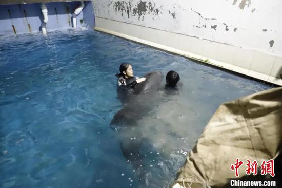 两头瓜头鲸在台州海洋世界接受救治 叶丹婷 摄