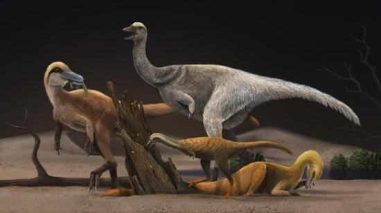 四种代表性的阿尔瓦雷斯龙类恐龙的生态复原图，同时展现不同演化阶段阿尔瓦雷斯龙类恐龙体型和食性的差异。韩志信 绘 韩志信 绘 摄