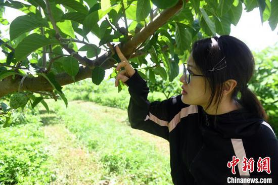 陈燕儒在释迦种植基地查看水果长势。　蒋雪林　摄