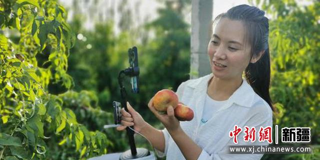 尉犁县电商直播团队在园内开展线上直播“云采摘”活动。 