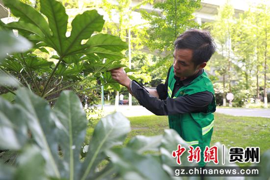 绿化管护人员通过观察树叶了解公园植物的健康情况