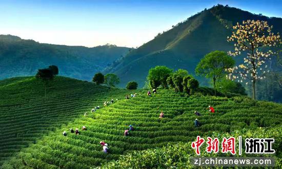 安吉白茶 潘学康供图