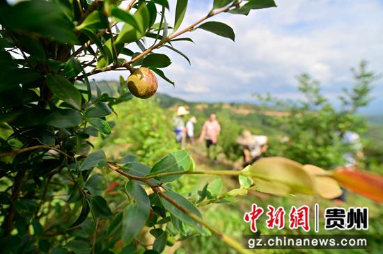 7月8日，在贵州省从江县庆云镇今分村，村民在油茶种植基地给油茶进行除草、松土。