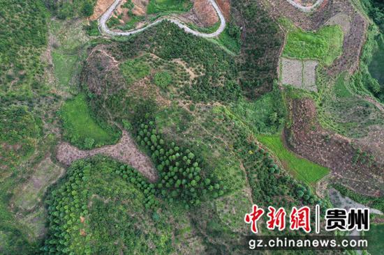 7月8日，在贵州省从江县庆云镇今分村拍摄的油茶种植基地（无人机照片）。