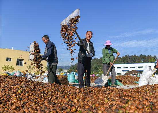 图为在天柱县贵州恒生源农业开发有限公司加工厂内，群众在翻晒油茶果。
