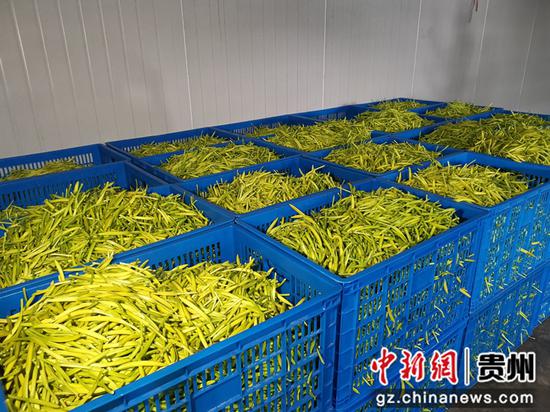 冷庫中的新鮮黃花菜 冷庫中的新鮮黃花菜