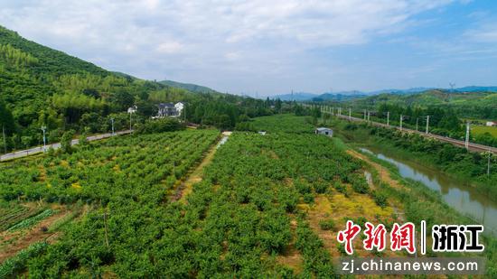 妙西黄桃种植林 俞佳琴供图