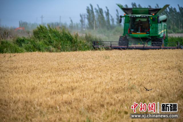 7月9日，联合收割机在新疆巴音郭楞蒙古自治州尉犁县兴平镇达西村收割春小麦。