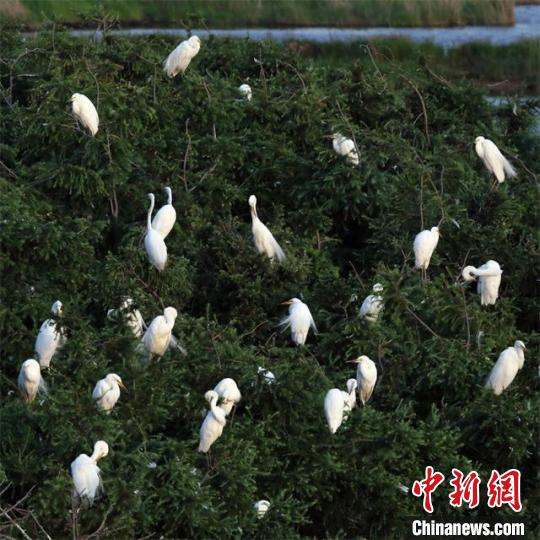 黑龍江嘟嚕河自然保護區引近萬只鷺類候鳥安家筑巢
