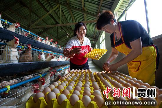 2021年7月13日，村民在贵州省黔西市谷里镇前华村蛋鸡养殖场捡拾鸡蛋。