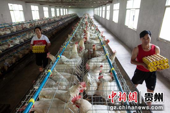 2021年7月13日，村民在贵州省黔西市谷里镇前华村蛋鸡养殖场搬运鸡蛋。