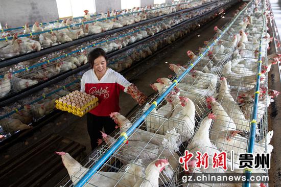 2021年7月13日，村民在贵州省黔西市谷里镇前华村蛋鸡养殖场捡拾鸡蛋。