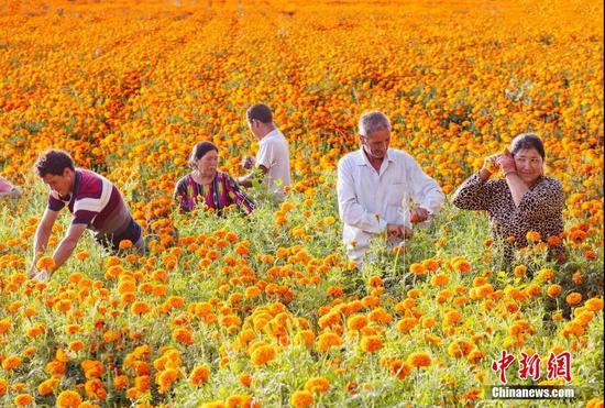 图为新疆莎车县的民众正在采摘被他们誉为“致富花”的万寿菊。钟欣 摄