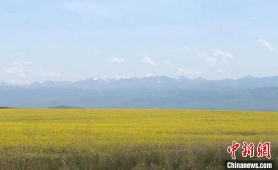 新疆昭苏县百万亩油菜花进入盛花期，一望无垠，田野变金色海洋。　陶拴科　摄