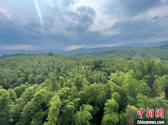 赤水竹海国家森林公园的翠绿竹林。　刘文文　摄