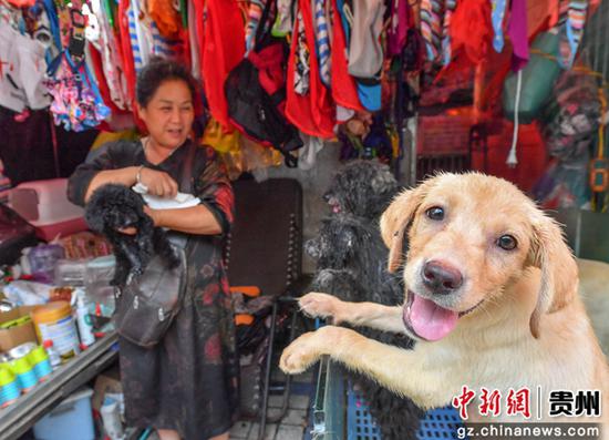 7月17日，贵阳阳明花鸟市场內销售宠物的商铺。乔啟明 摄