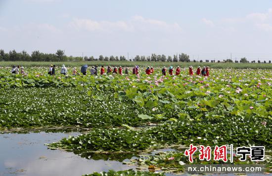 7月20日，游客在宁夏石嘴山市沙湖景区内游玩。于晶 摄