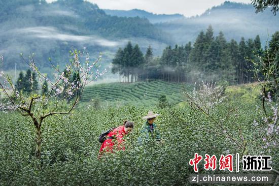 常山县何家乡黄冈村高山茶叶种植基地。 樊鑫磊 摄
