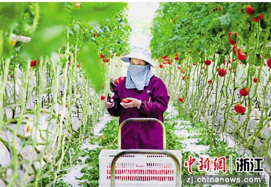 员工在水木莫干山都市农业综合体工厂内采摘番茄。白羽 摄