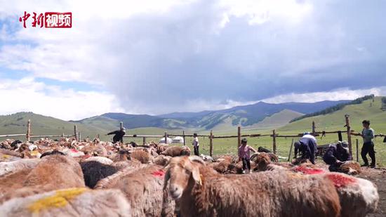 新疆：绵羊开启“夏装” 剪一只600秒
