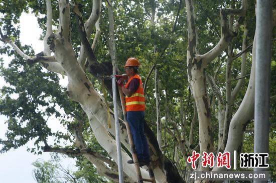 工人对行道树防风铁架进行拆除。  干儒森 摄