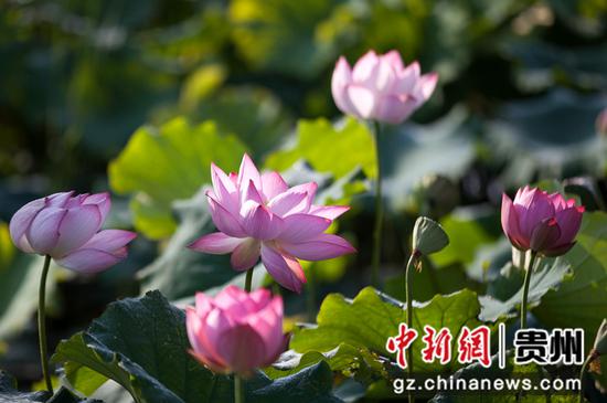 7月30日拍摄的贵州省黔西市甘棠镇大寨村荷花。