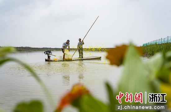 播撒营养液增强水产抵抗力。徐铭怿 摄