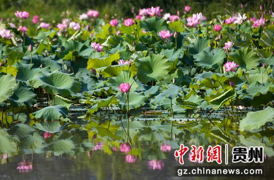 7月30日拍摄的贵州省黔西市甘棠镇大寨村荷花。
