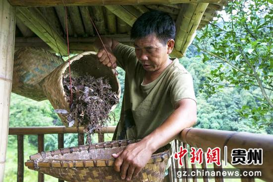 张洪来对采摘的“虫茶”材料进行清理。吴舟静 摄