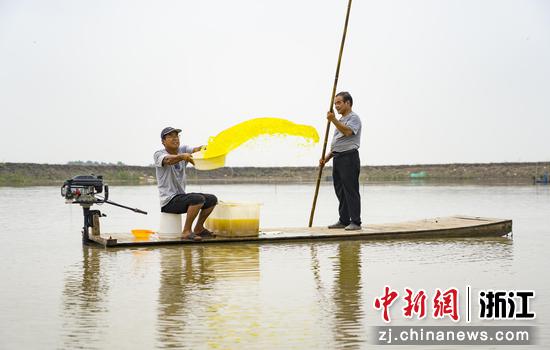 往海塘播撒营养免疫增强剂。徐铭怿 摄