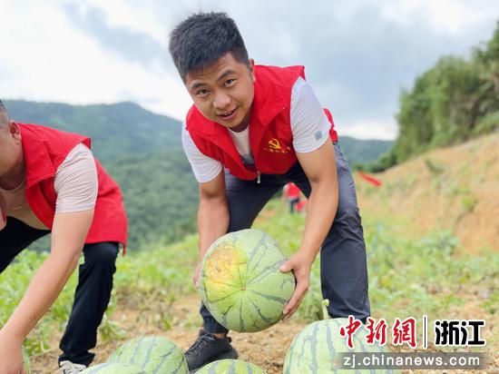 党员志愿者帮忙采收西瓜。小源村 供图