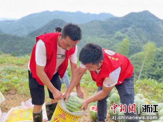 党员志愿者帮忙采收西瓜。小源村 供图