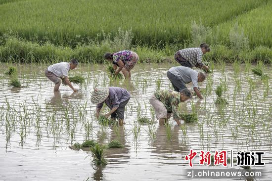 多名村民在稻田内插秧。  陈月明（通讯员） 摄