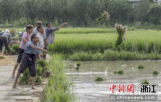 
仙居县田市镇李西溪村村民将秧苗投向稻田中。  陈月明（通讯员） 摄
