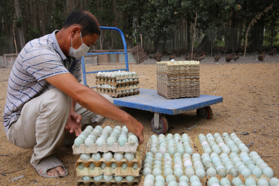 8月3日，在察布查尔县察布查尔镇宁古齐牛录村金定鸭养殖基地里，养殖户刘振社正在捡拾一枚枚鸭蛋，每天收获4000余枚鸭蛋，经济效益非常丰厚。