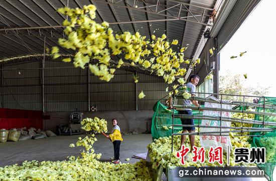 村民在贵州省黔西市杜鹃街道大兴社区中药材加工车间卸载黄蜀葵。
