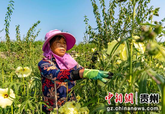 村民在贵州省黔西市杜鹃街道大兴社区中药材种植基地采收黄蜀葵。