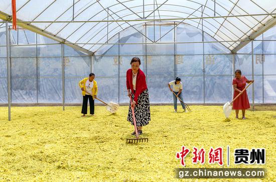 村民在贵州省黔西市杜鹃街道大兴社区中药材干燥棚内晾晒黄蜀葵。