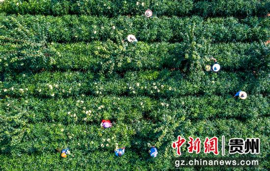 村民在贵州省黔西市杜鹃街道大兴社区中药材种植基地采收黄蜀葵