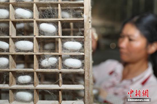 贵州织金茶店乡的蚕桑养殖户在摘取桑叶。瞿宏伦 摄