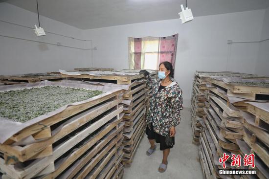 贵州织金茶店乡的蚕桑养殖户查看小蚕生长情况。瞿宏伦 摄