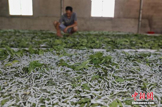 贵州织金茶店乡的蚕桑养殖户饲养的蚕。瞿宏伦 摄