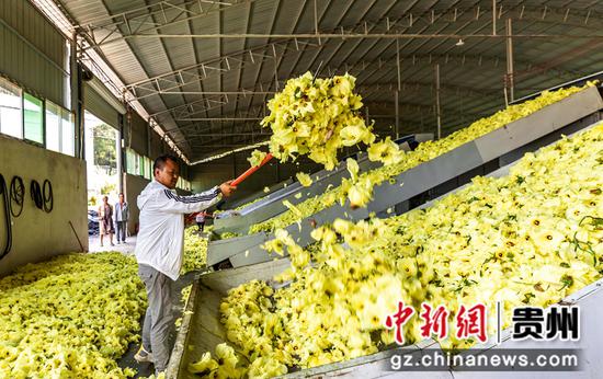 村民在贵州省黔西市杜鹃街道大兴社区中药材加工车间将黄蜀葵上架烘烤。