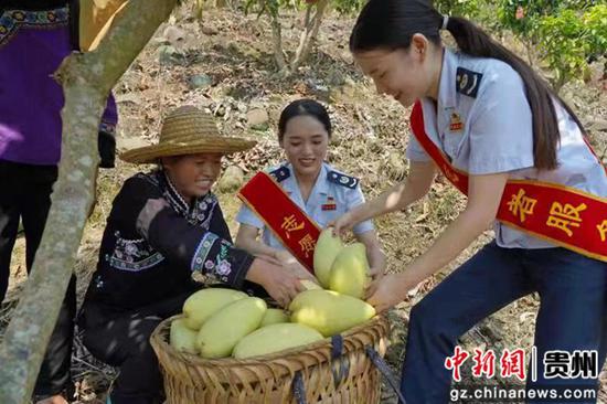 望谟县税务局青年志愿者们与村民采摘芒果