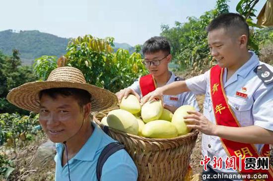 望谟县税务局青年志愿者们与村民采摘芒果