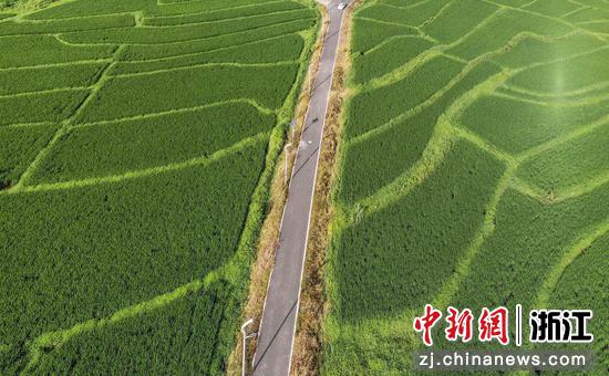笔直的村道横亘于绿色稻田中。（无人机照片）  陈月明（通讯员） 摄